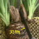 刃物で切る