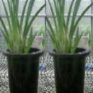植え替え完了